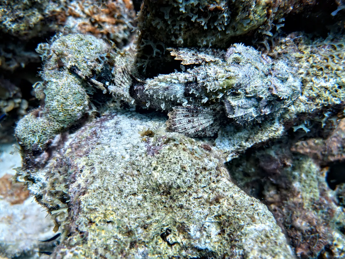 Spotted Scorpionfish