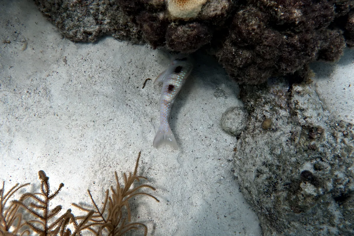 Spotted Goatfish
