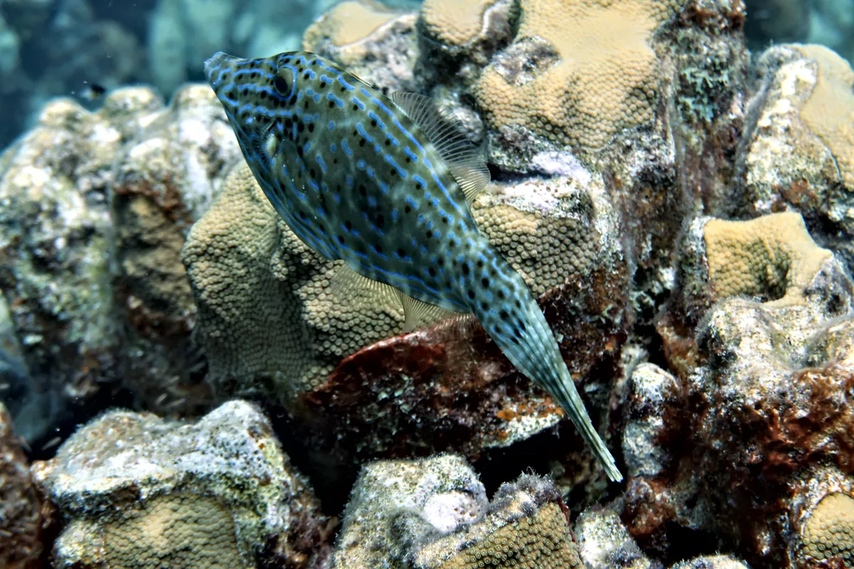 Scrawled Filefish