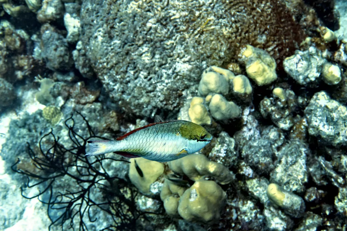 Redband Parrotfish