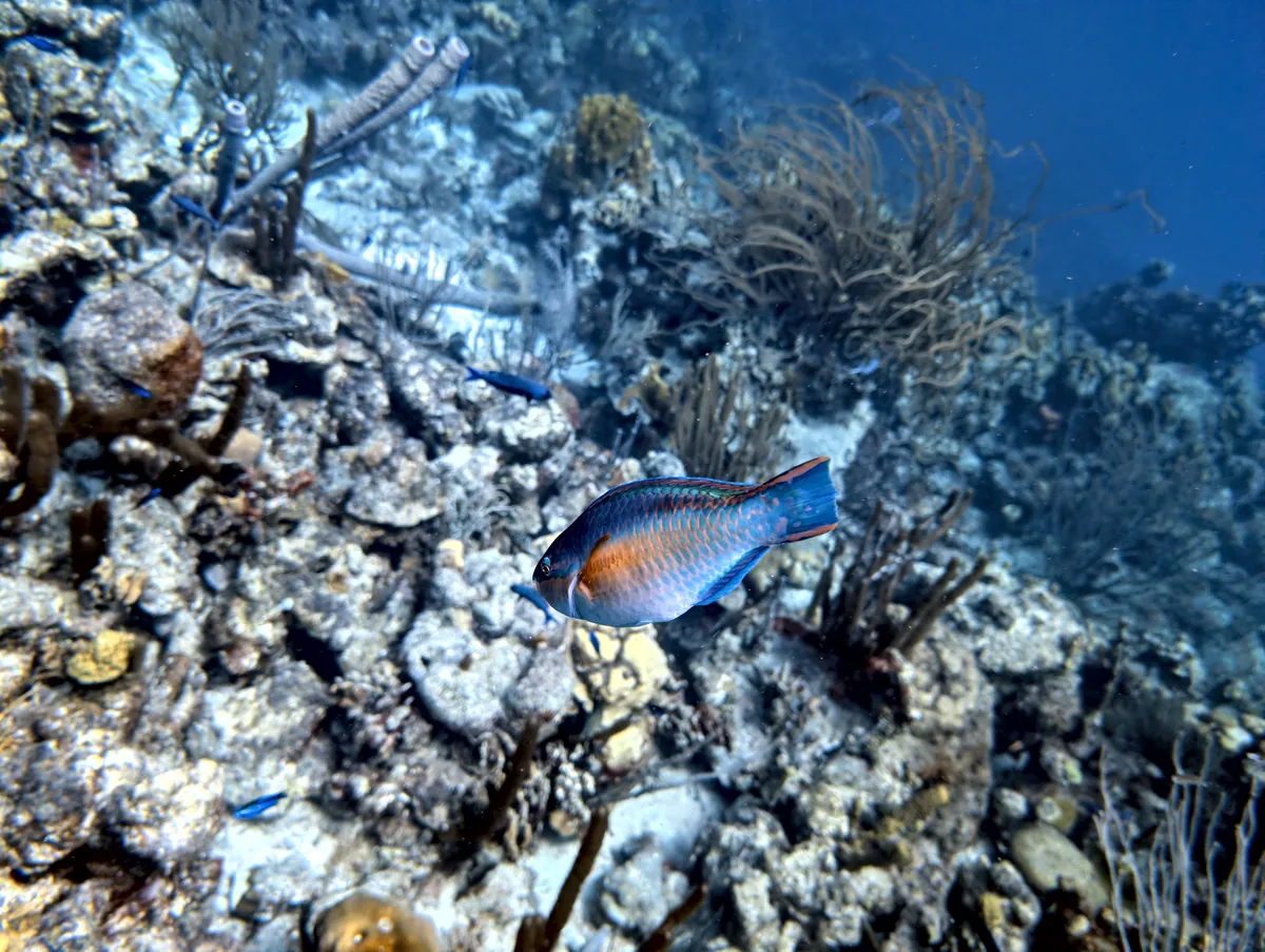 Princess Parrotfish