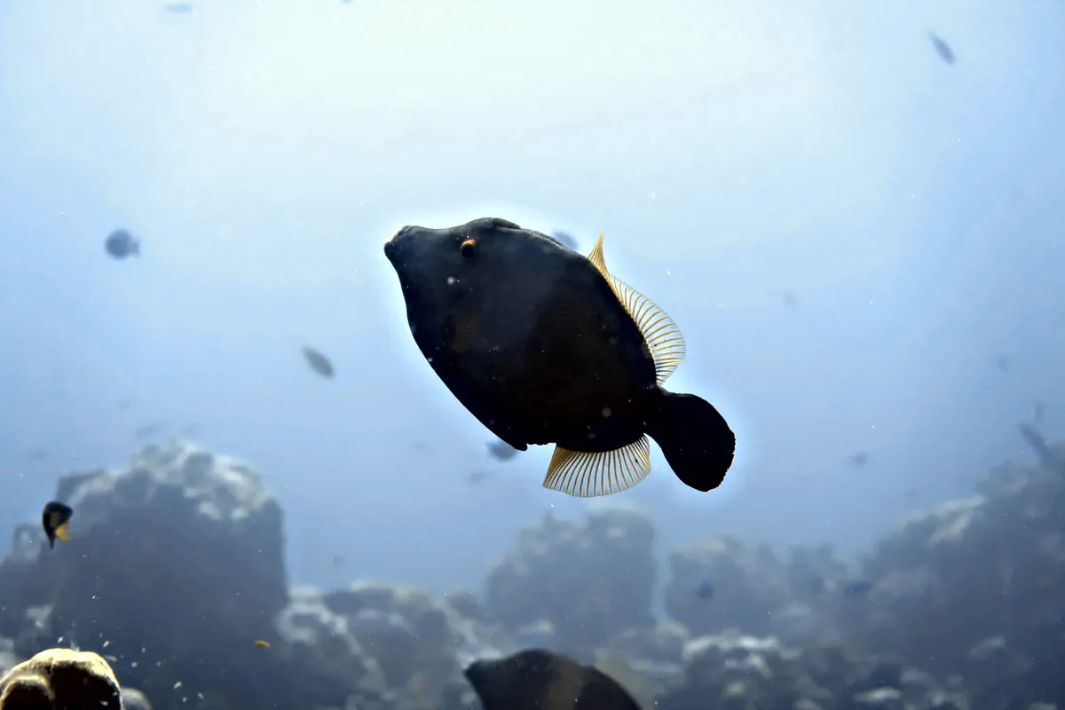 Whitespotted Filefish