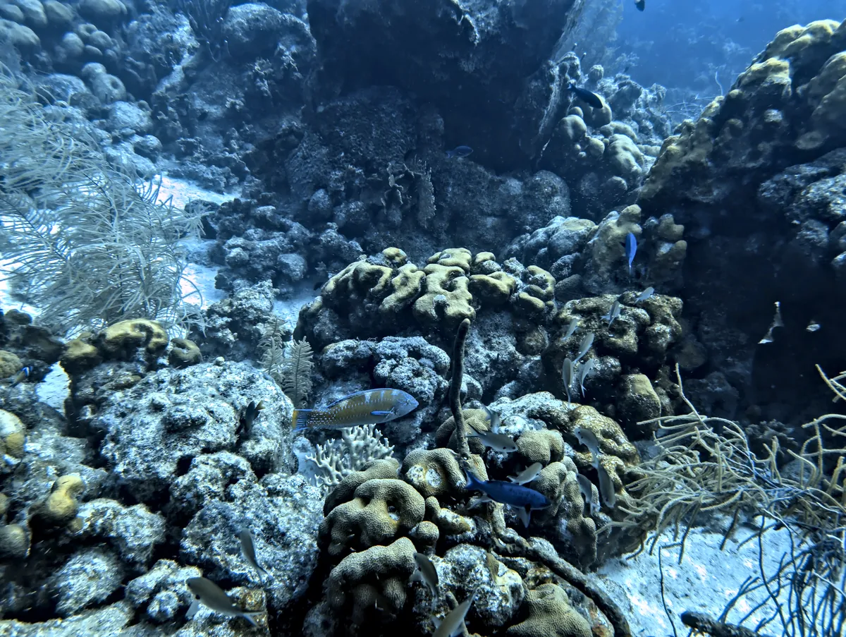 Puddingwife