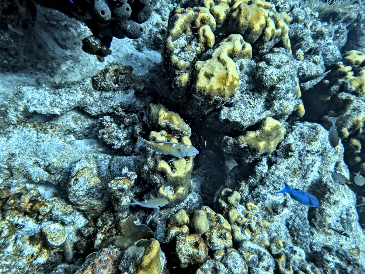 Puddingwife