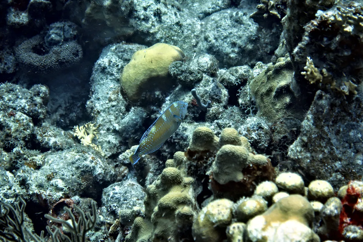 Puddingwife