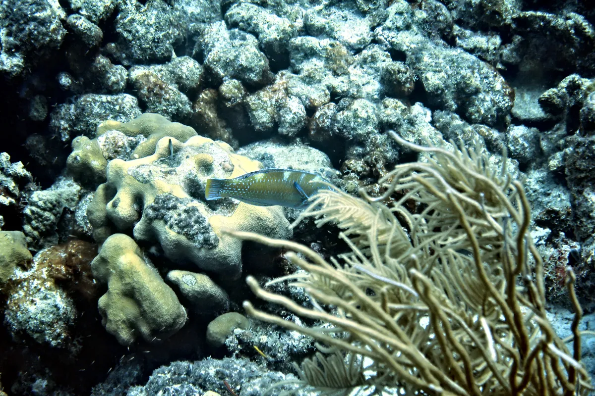 Puddingwife
