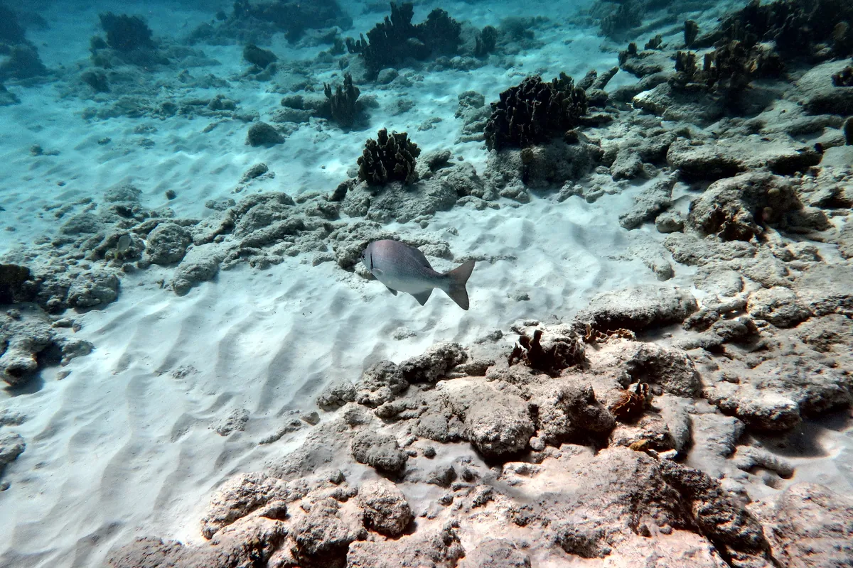 Bermuda Chub