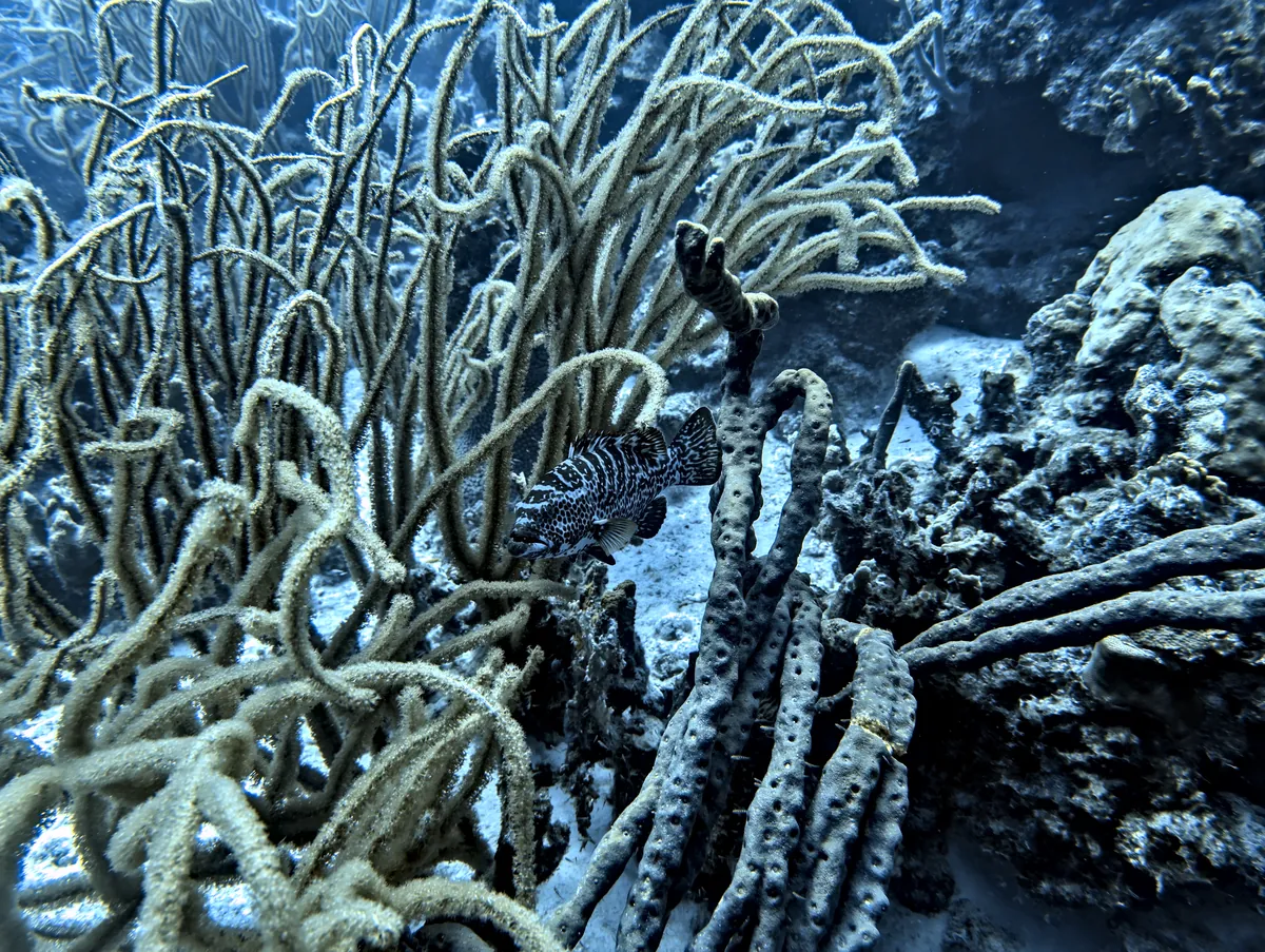 Tiger Grouper