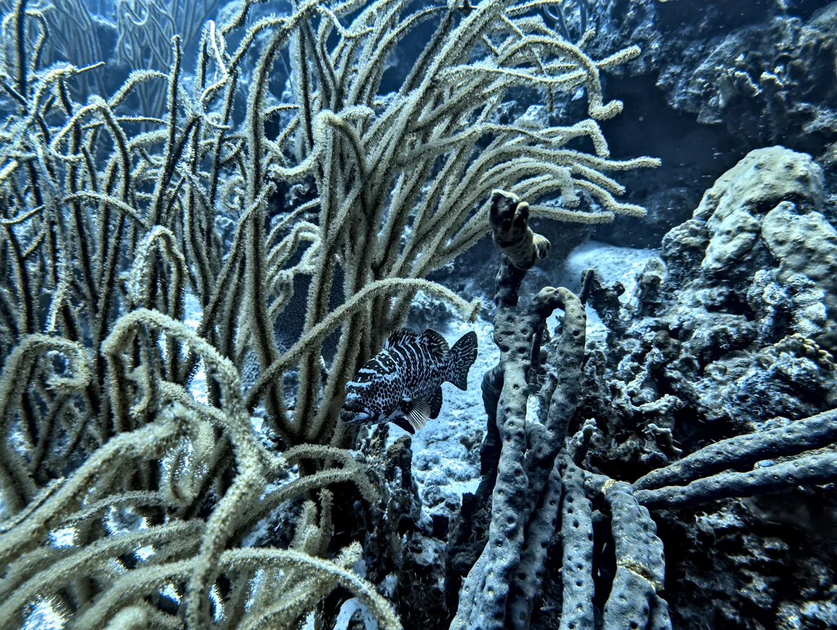 Tiger Grouper
