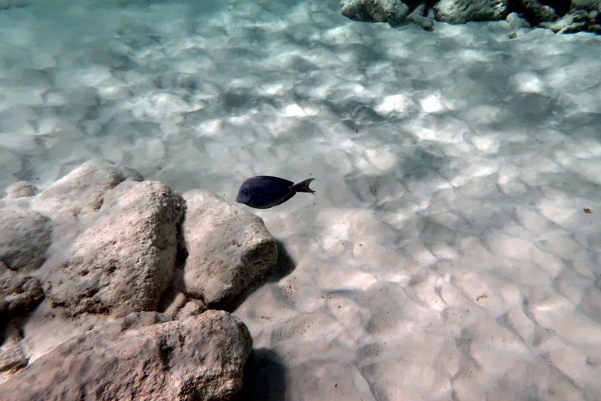 Blue Tang