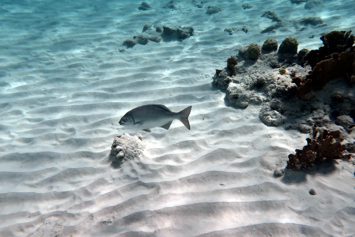 Bermuda Chub