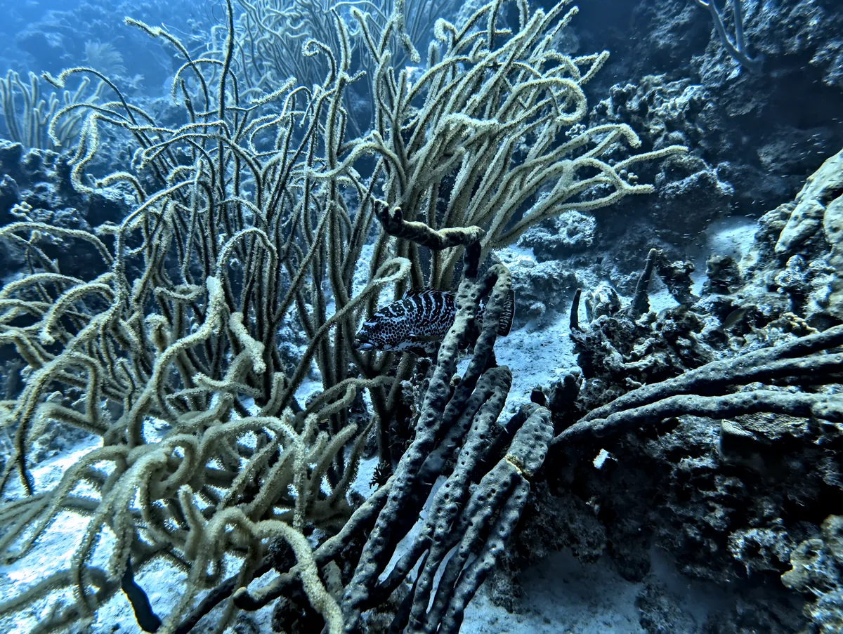 Tiger Grouper