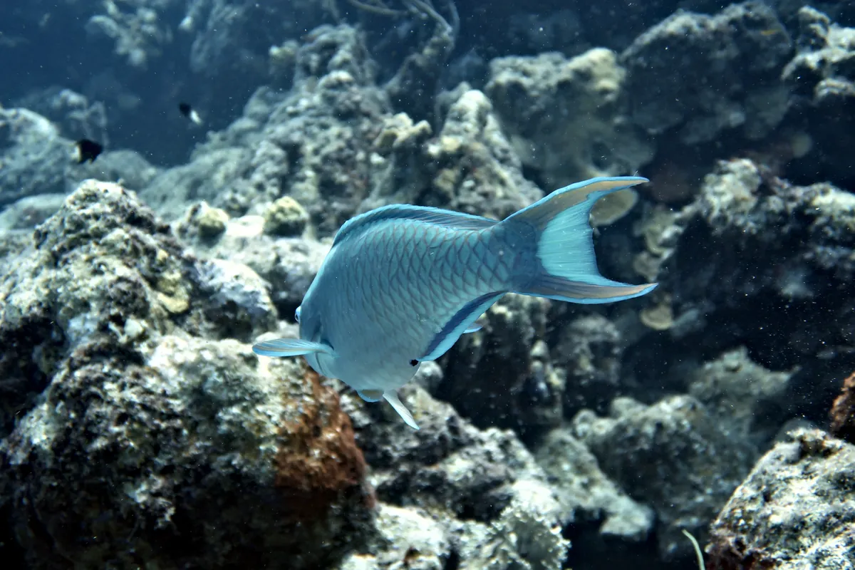 Queen Parrotfish