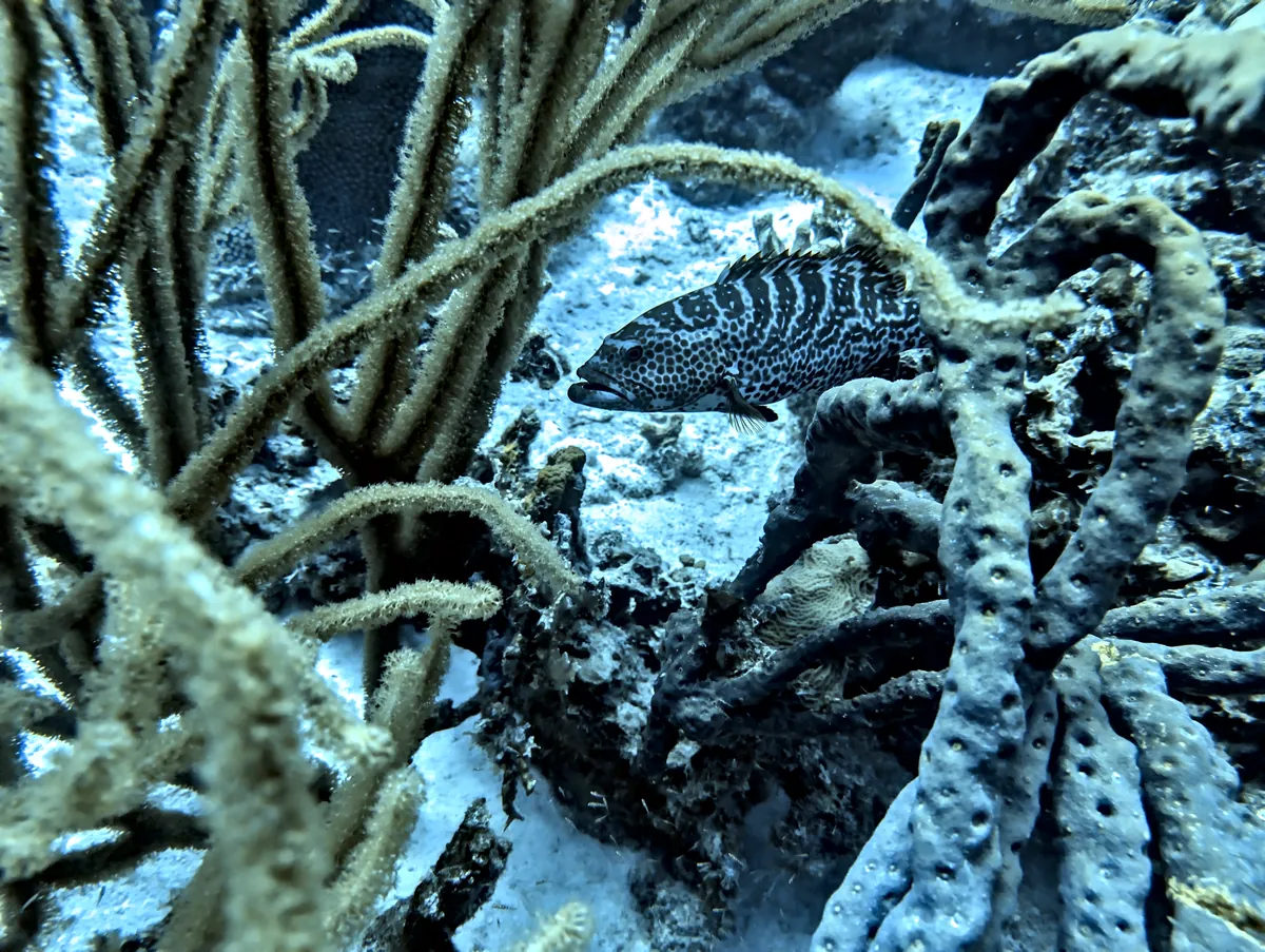 Tiger Grouper