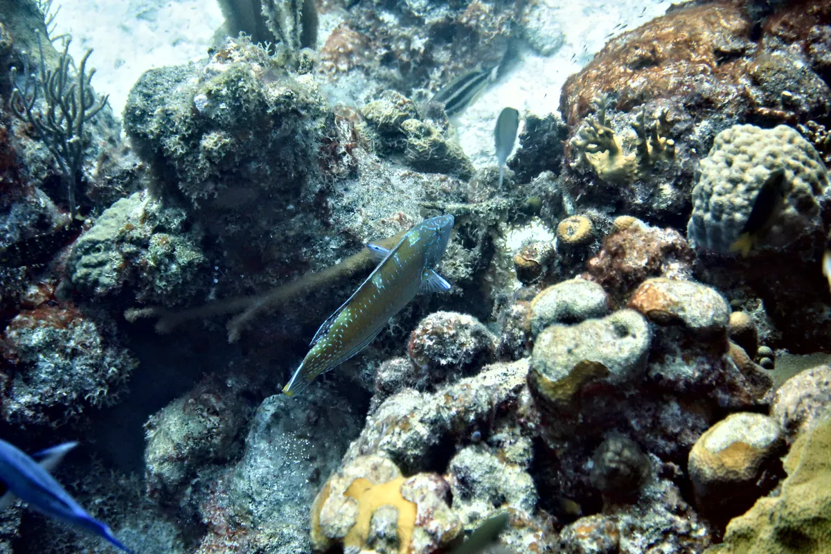 Puddingwife