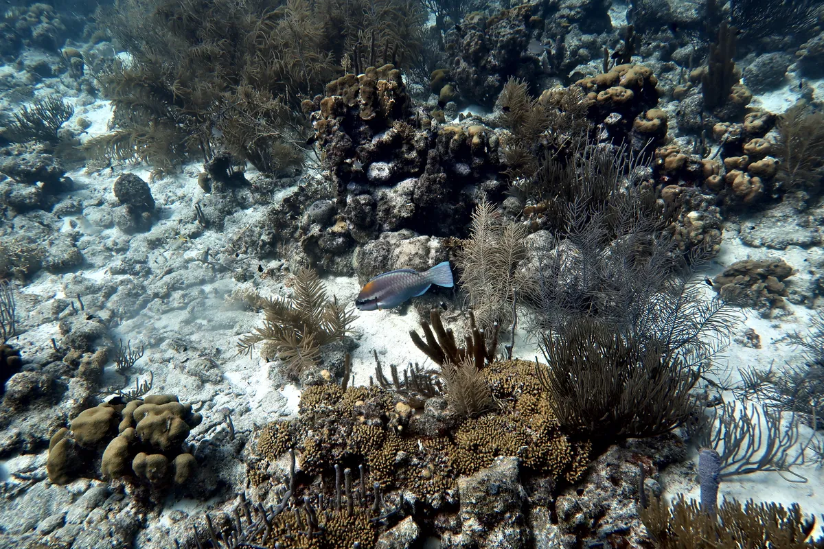 Striped Parrotfish