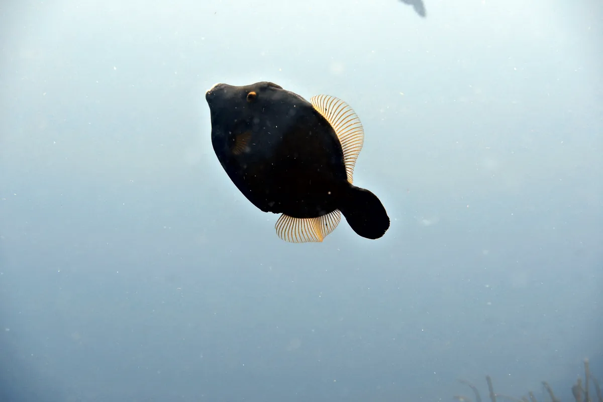 Whitespotted Filefish