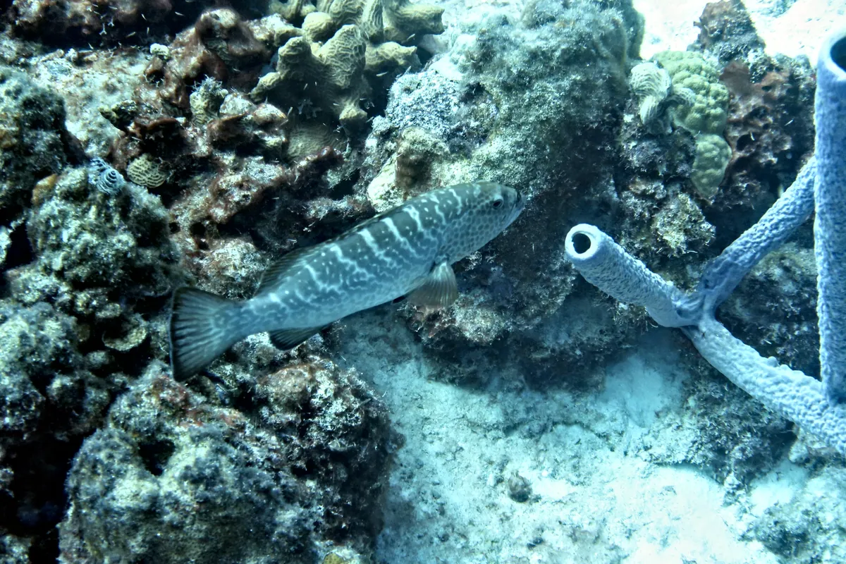 Tiger Grouper