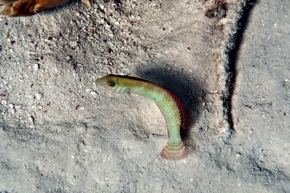Green Razorfish