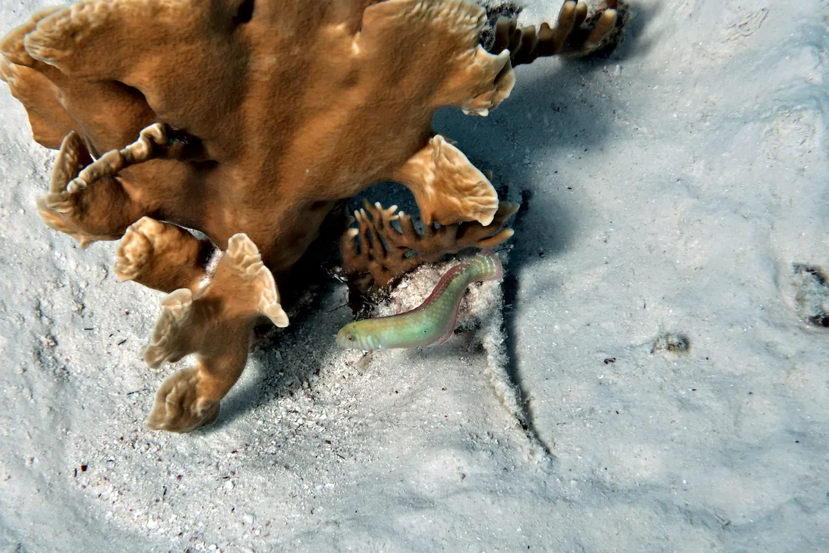 Green Razorfish