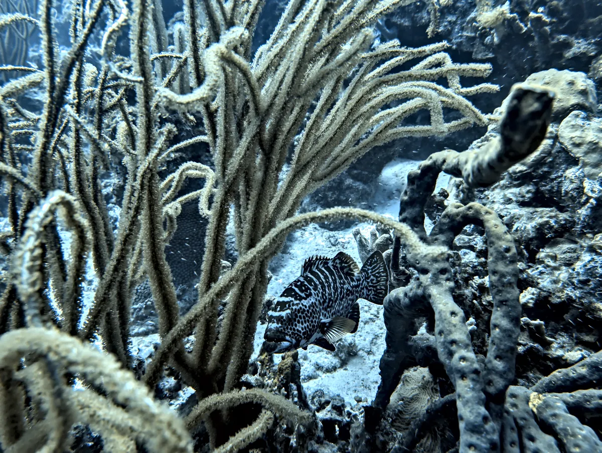 Tiger Grouper