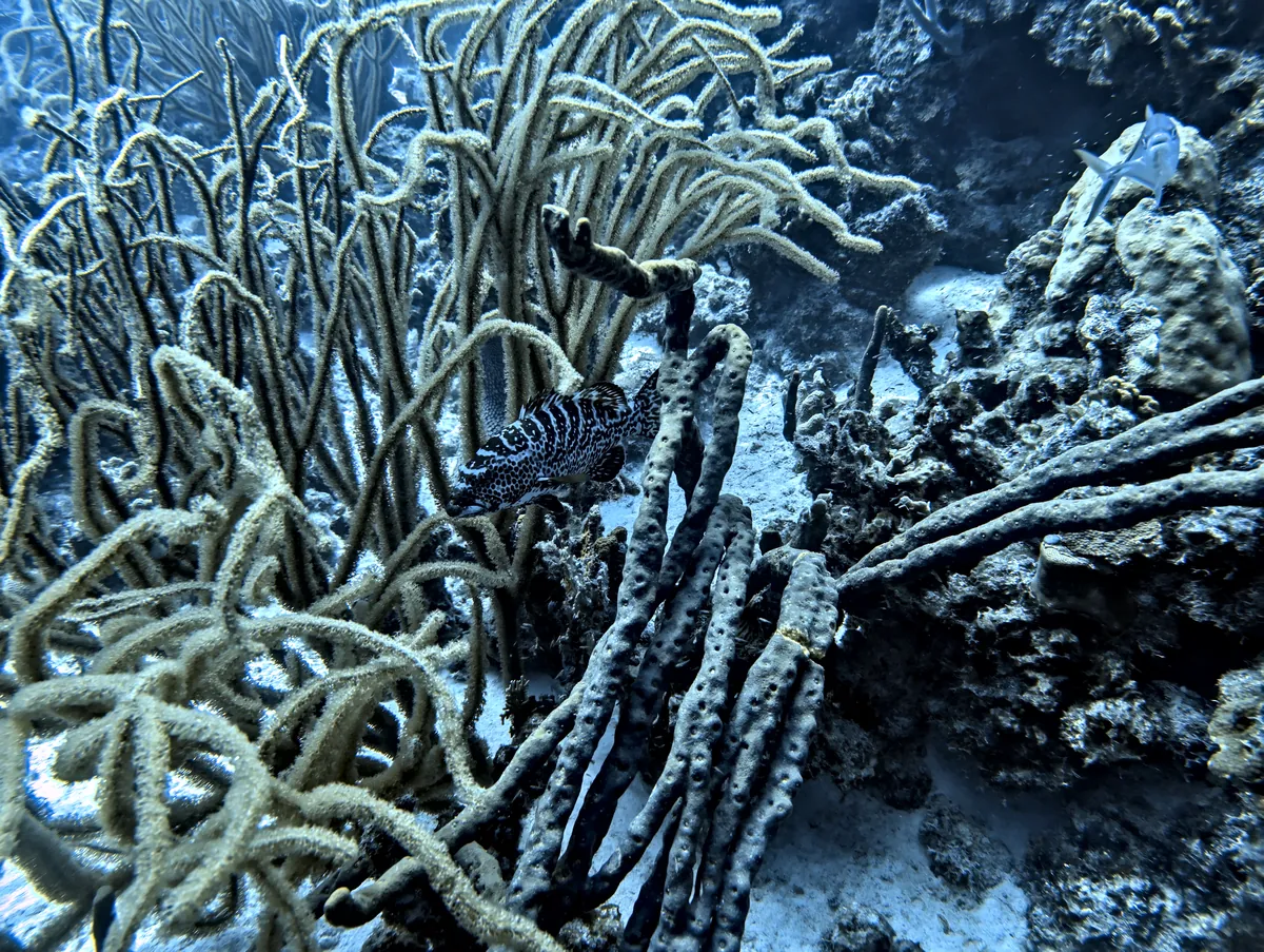 Tiger Grouper