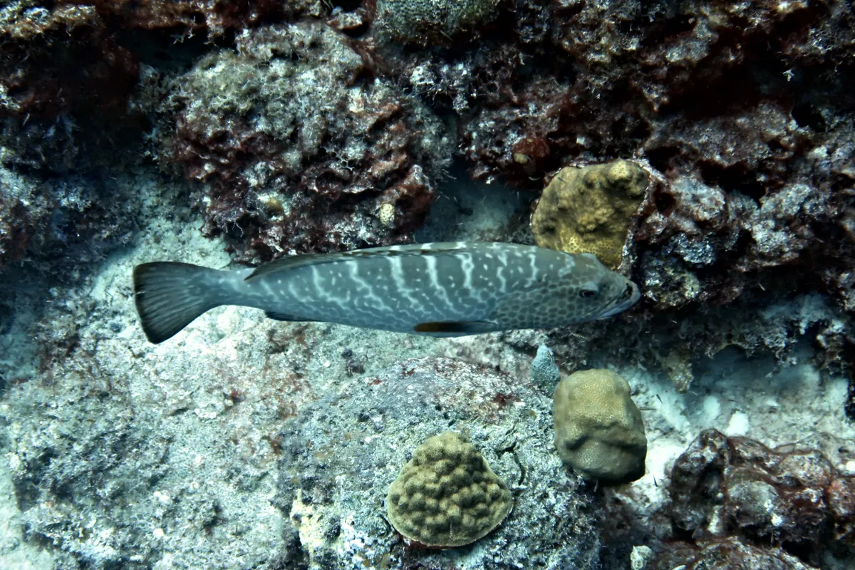 Tiger Grouper