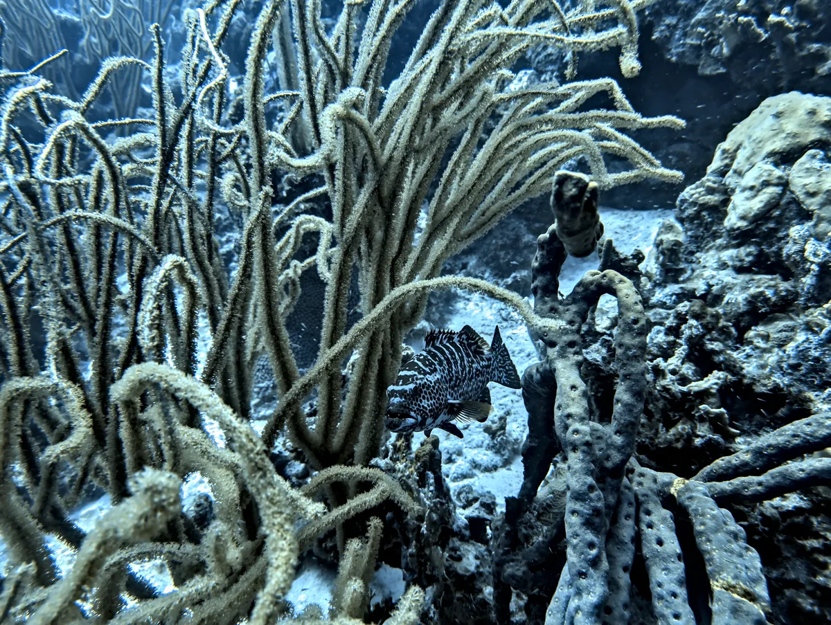 Tiger Grouper