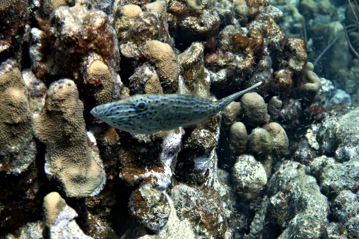 Scrawled Filefish