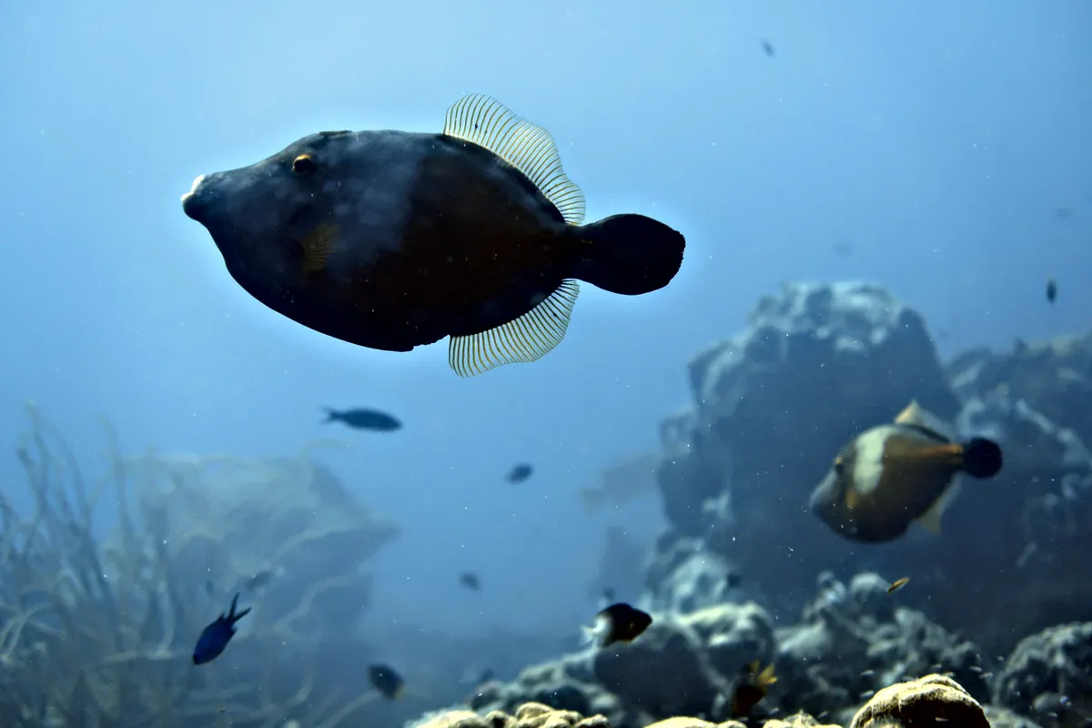 Whitespotted Filefish