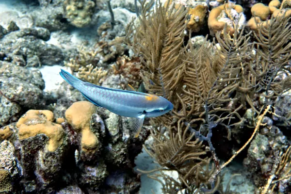 Striped Parrotfish