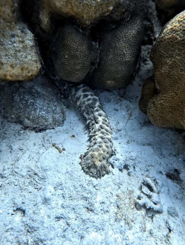 Tiger tail sea cucumber