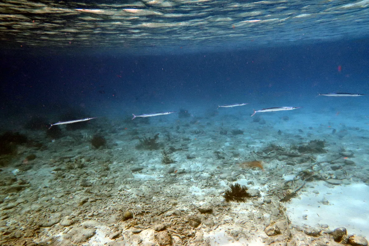 Hound Needlefish