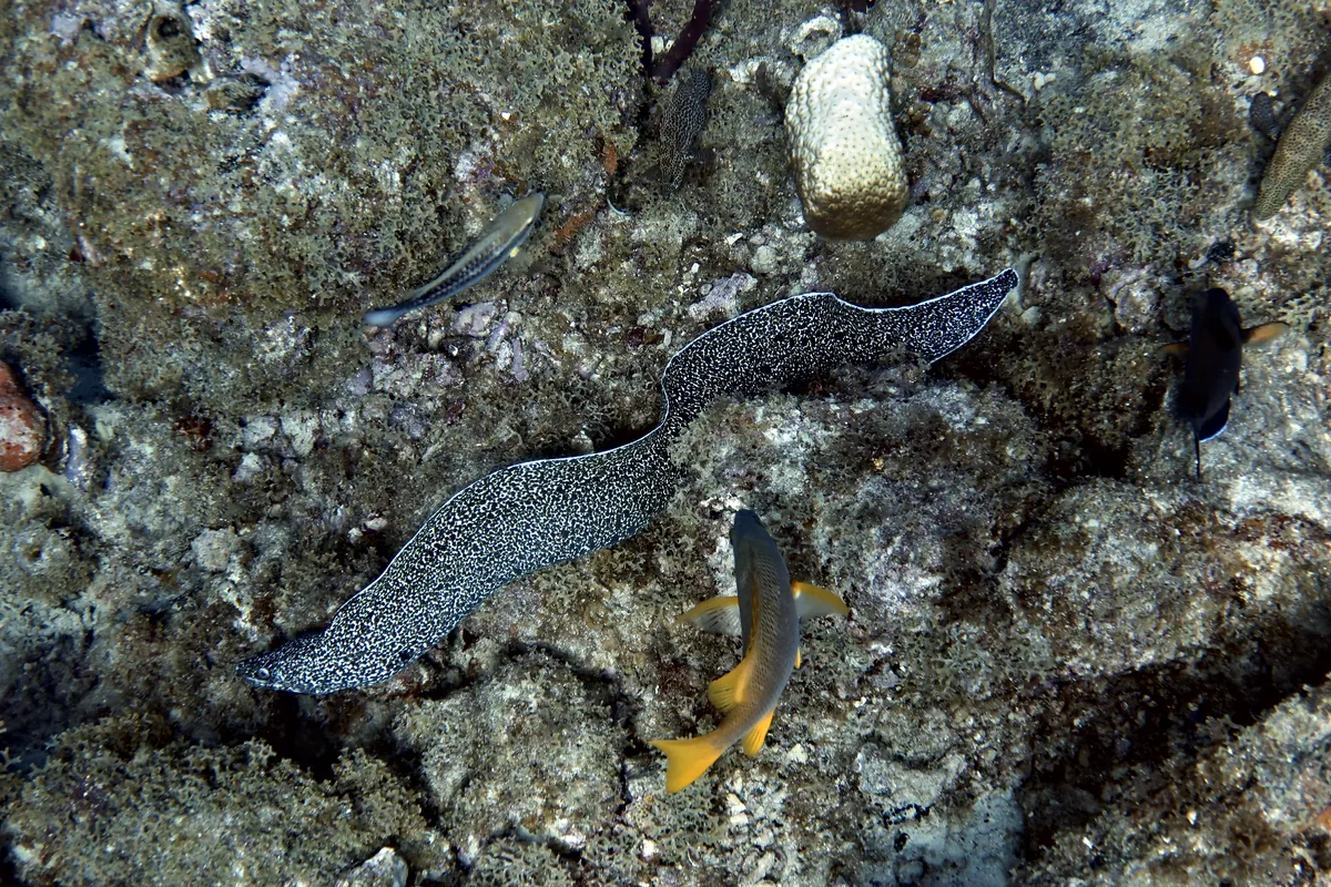 Spotted Moray