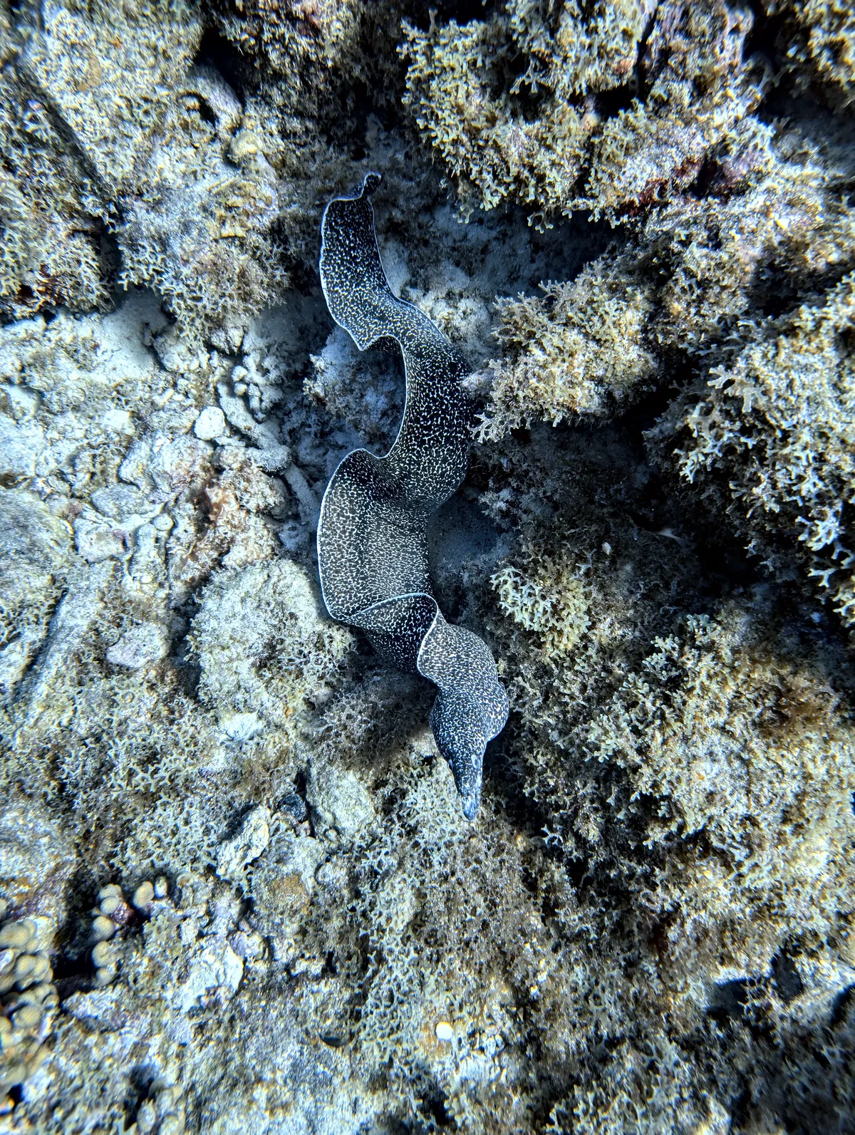 Spotted Moray