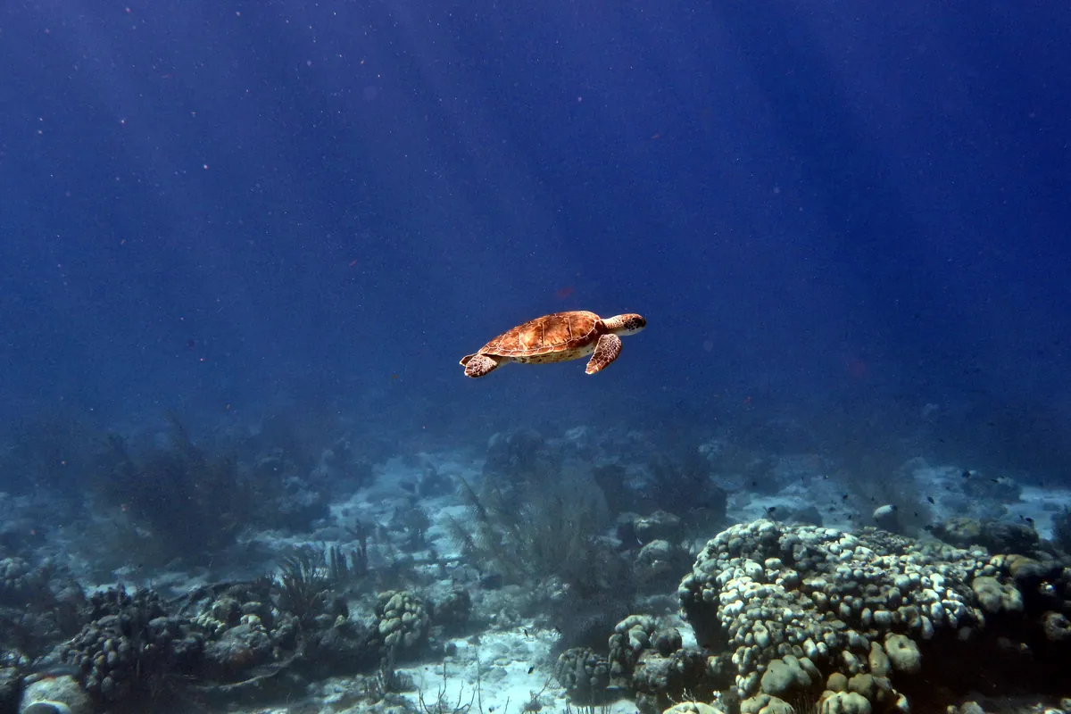 Green Sea Turtle