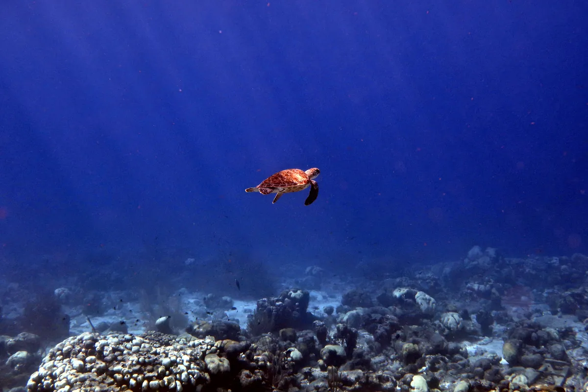 Green Sea Turtle