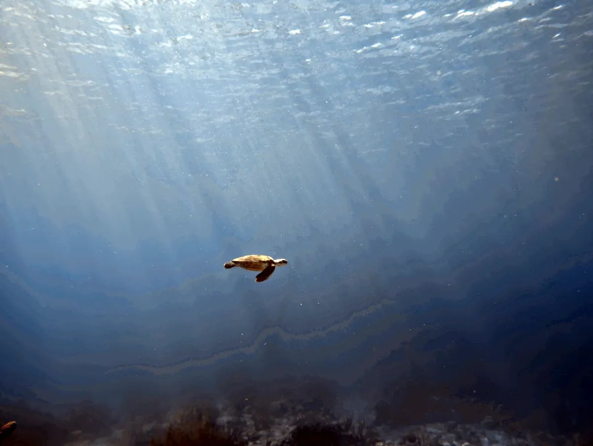 Green Sea Turtle
