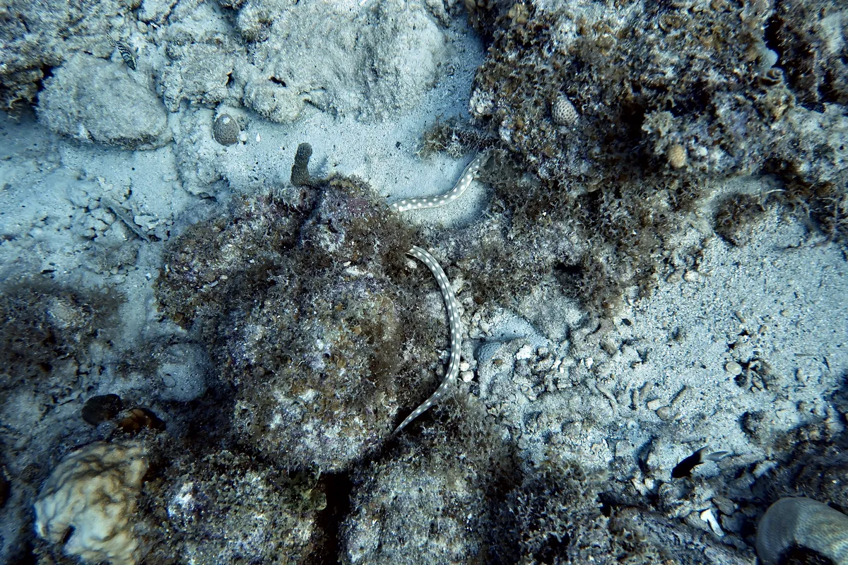 Sharptail Eel