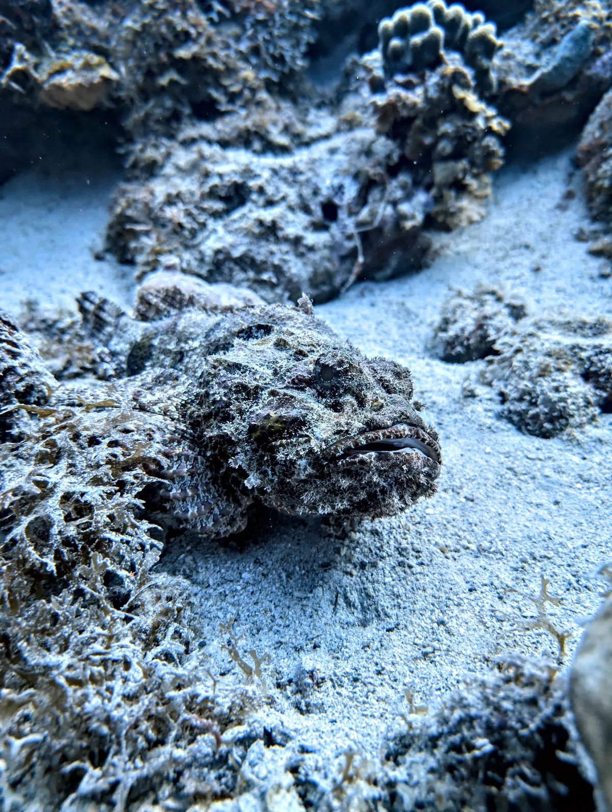 Spotted Scorpionfish