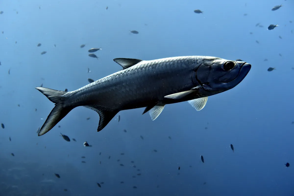 Tarpon