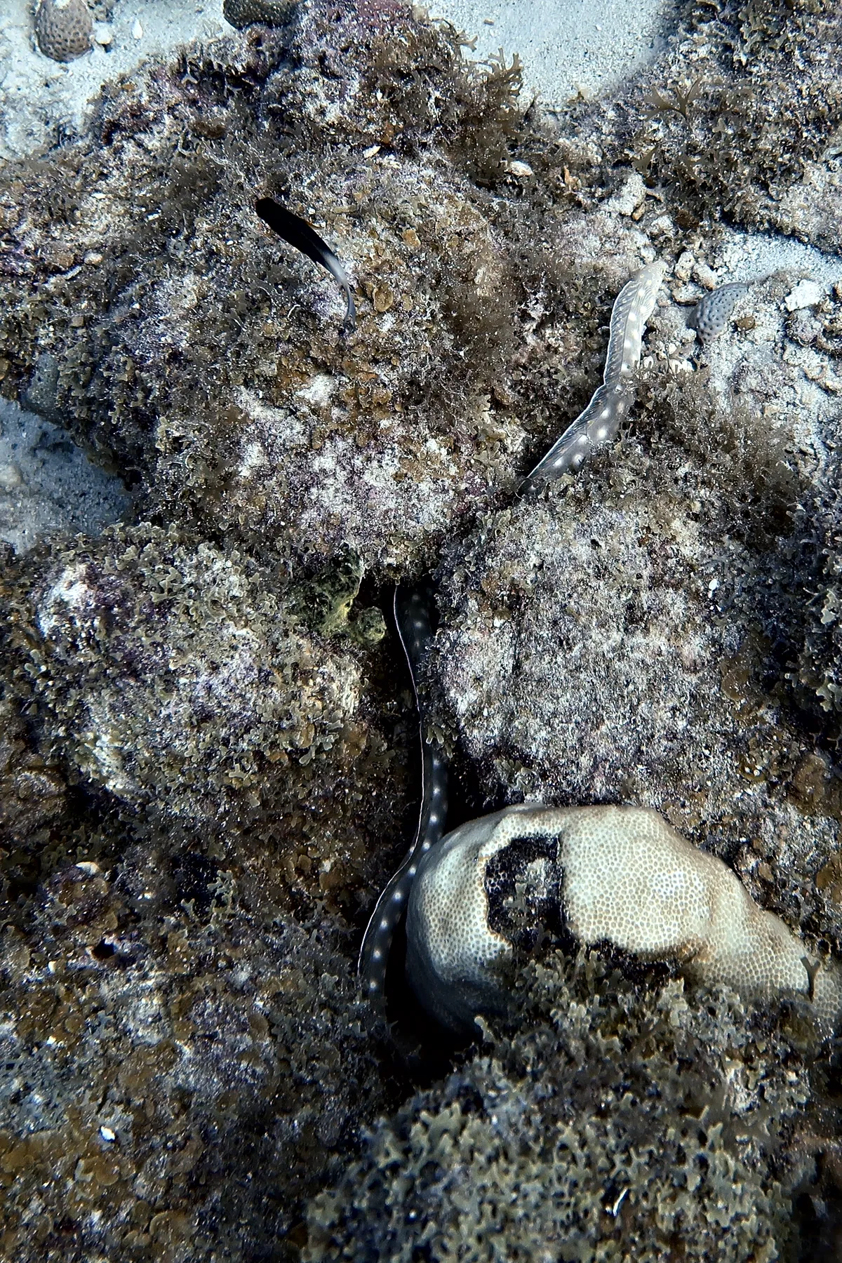 Sharptail Eel