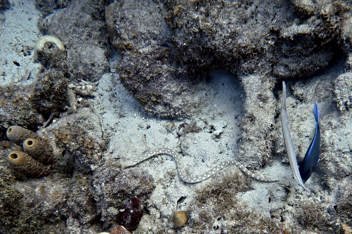 Sharptail Eel