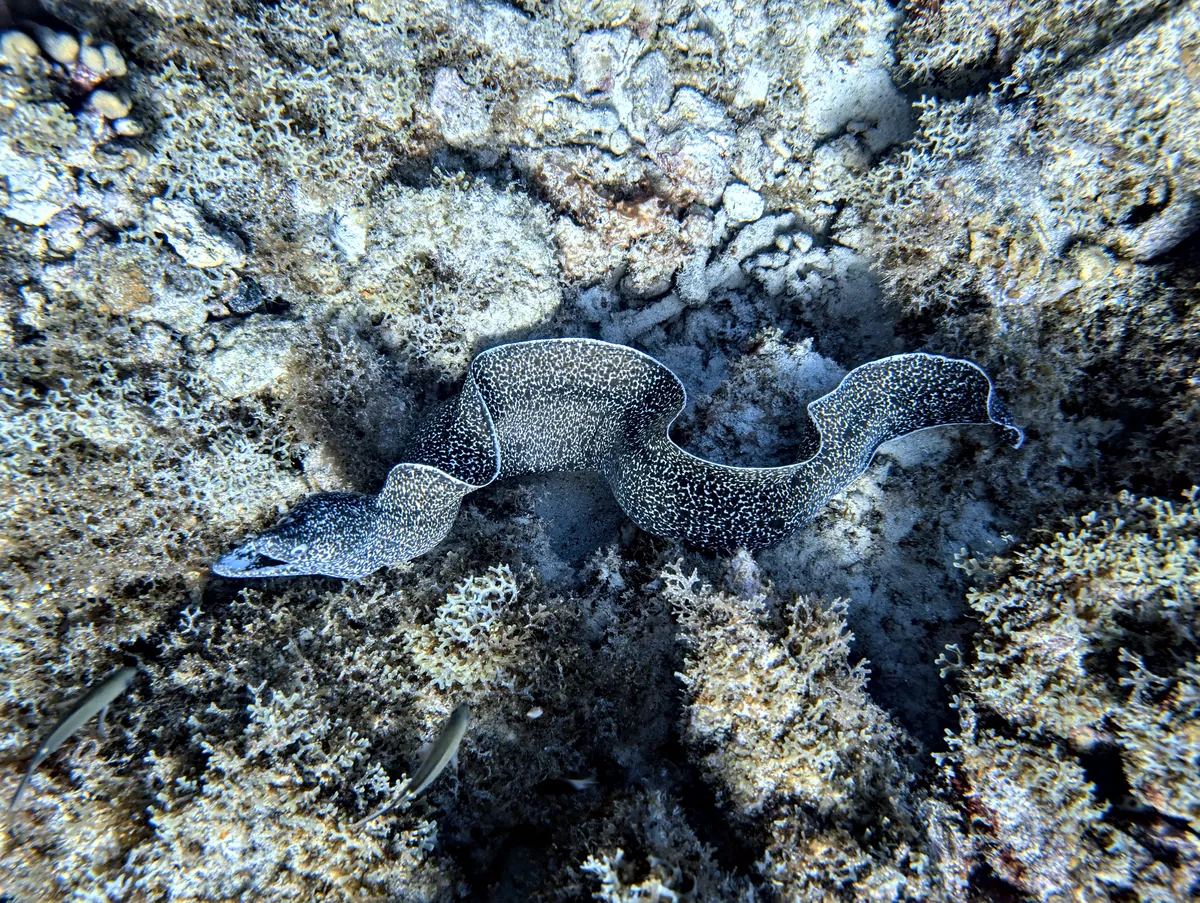 Spotted Moray