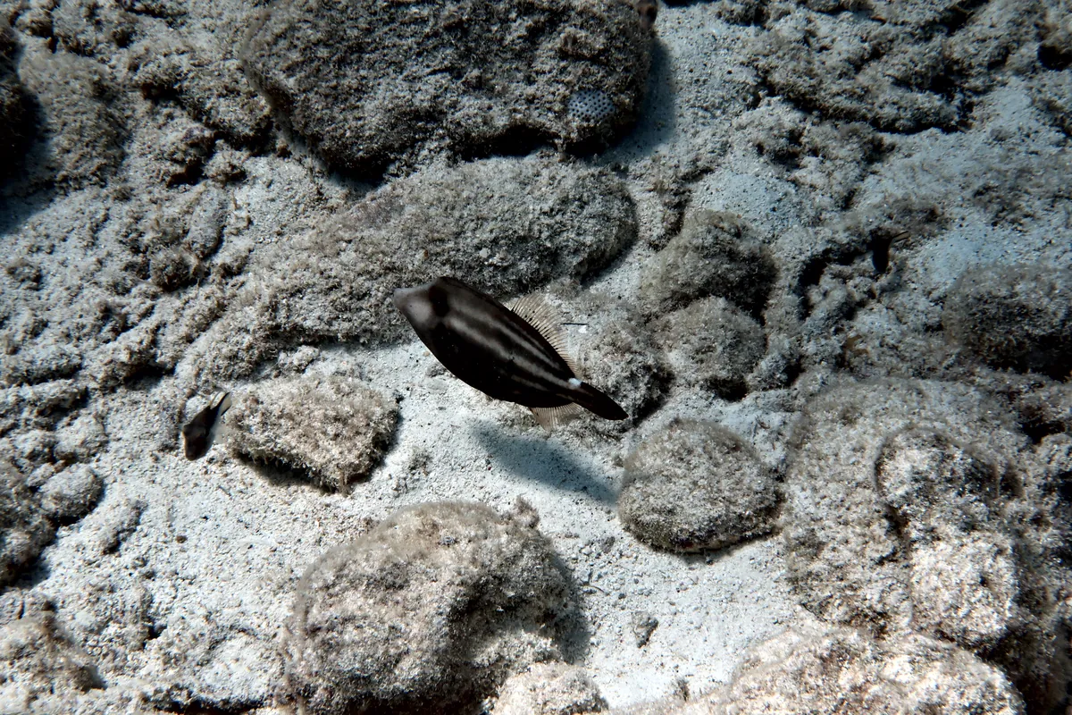 Orangespotted Filefish