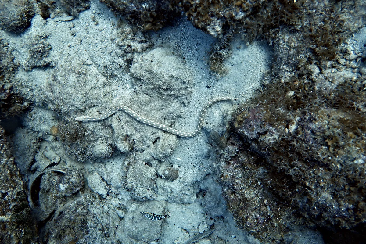 Sharptail Eel