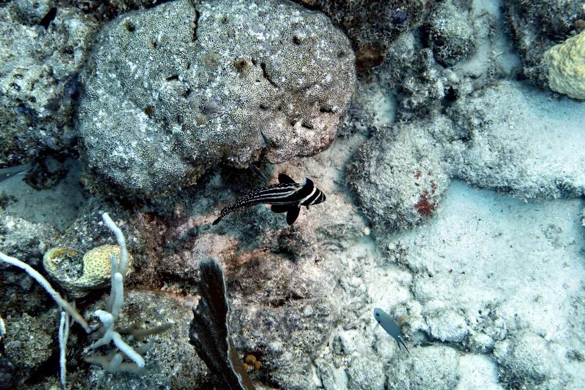 Spotted Drum