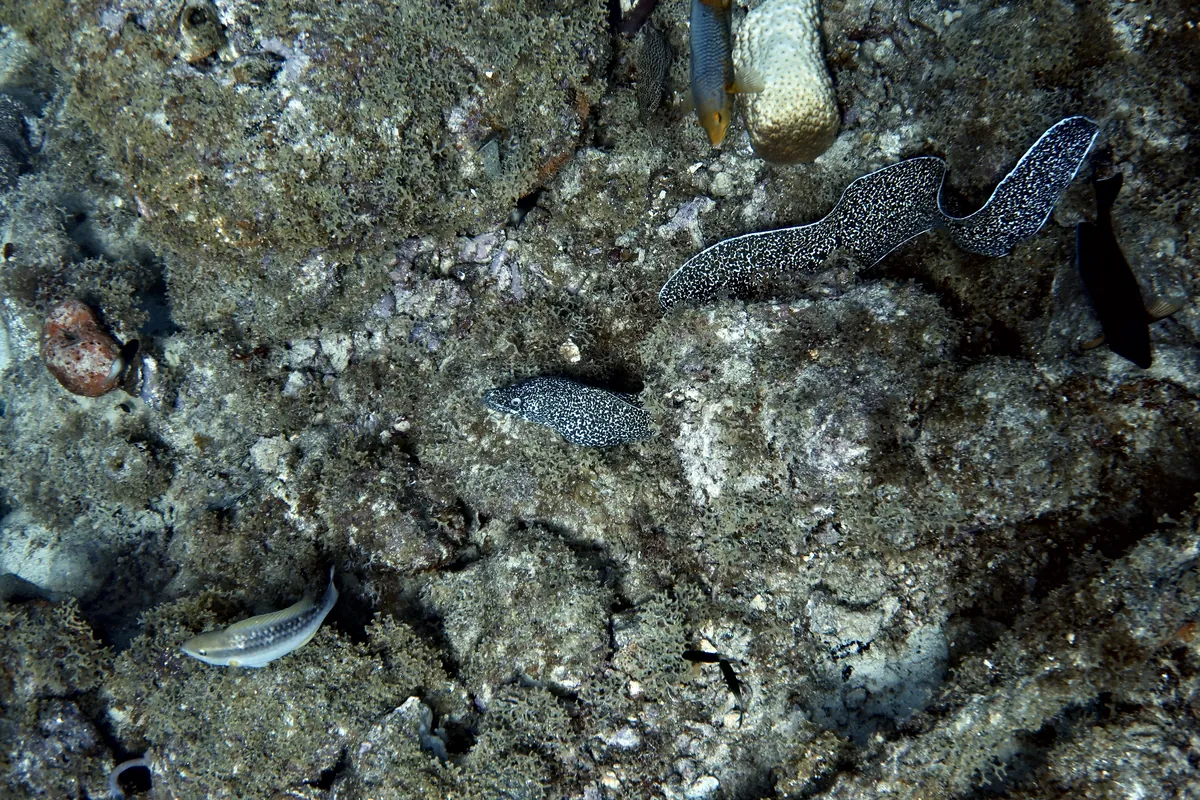 Spotted Moray