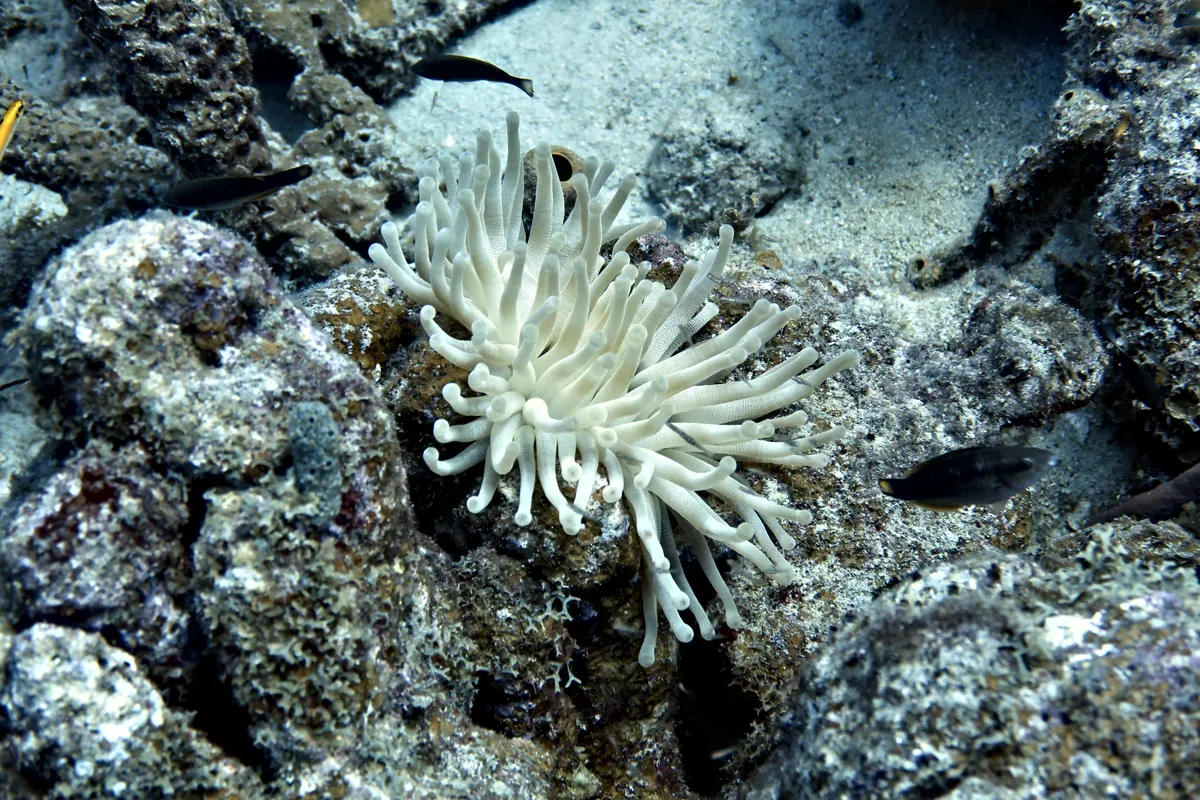 Giant Anemone