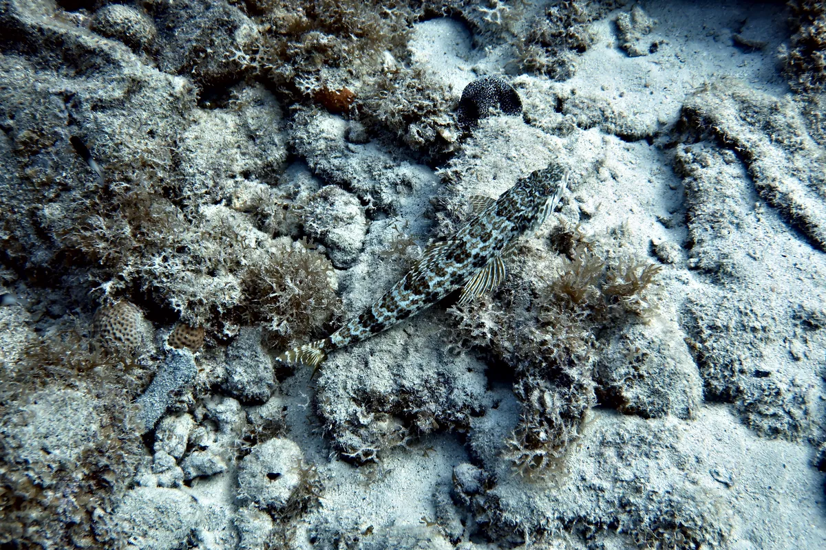 Sand Diver